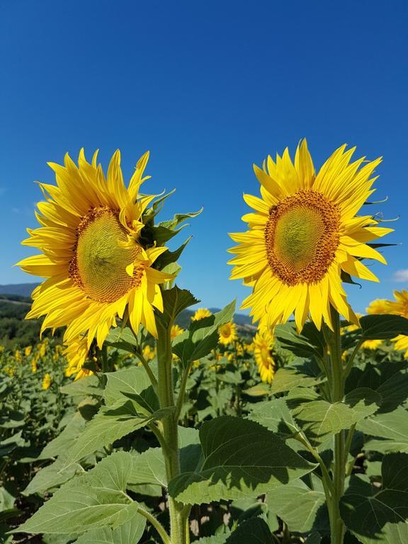 Agriturismo Il Catrino Ponteginori المظهر الخارجي الصورة