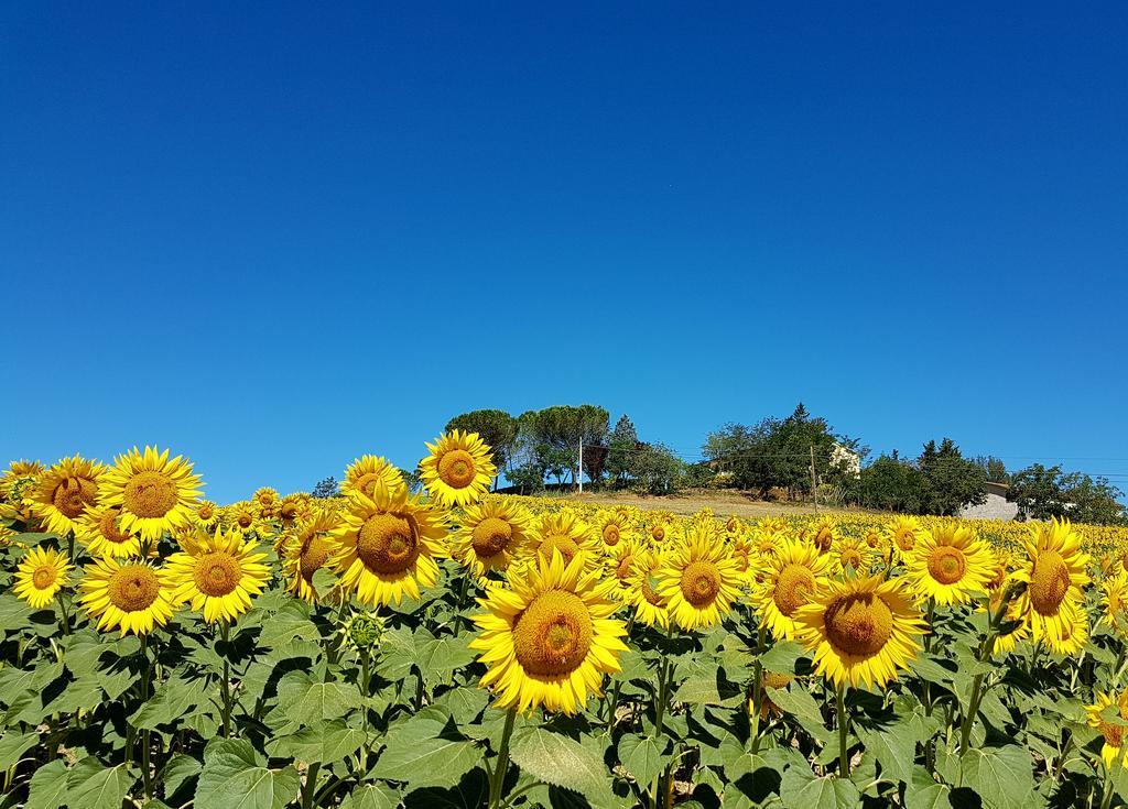 Agriturismo Il Catrino Ponteginori المظهر الخارجي الصورة